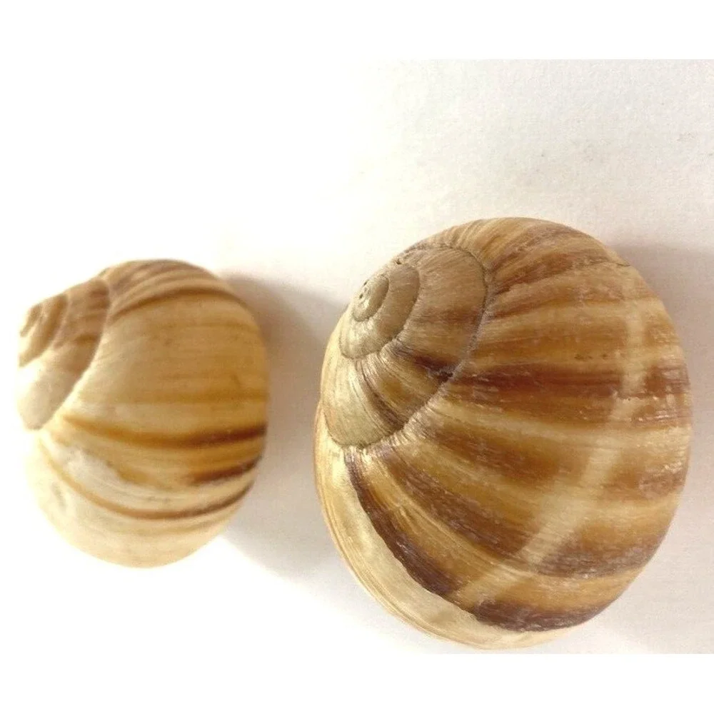 Lot of 2 Large Hermit Crab Shells Land Snail Shell 1.75 - 2
